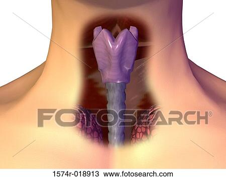 Drawing - Larynx. Fotosearch