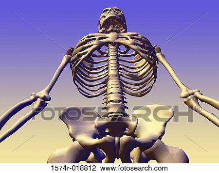 Drawing - Low angle view of a human skeletal system. Fotosearch