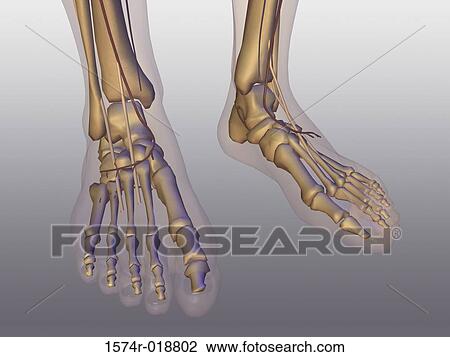Drawing - Low section view of a human skeleton. Fotosearch