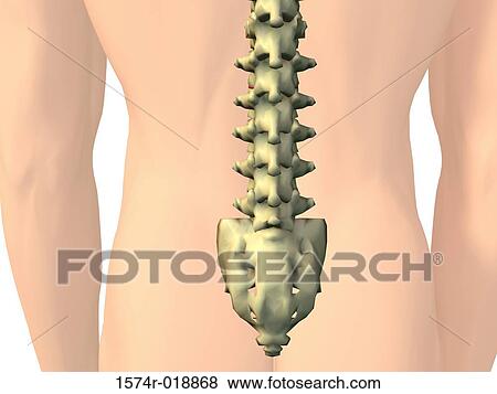 Stock Illustration - Lumbar Vertebrae. Fotosearch