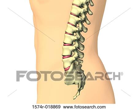 Lumbar Vertebrae View Large Illustration Stock Illustration - Lumbar Vertebrae. Fotosearch