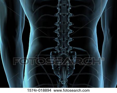 Stock Illustration - Lumbar Vertebrae. Fotosearch