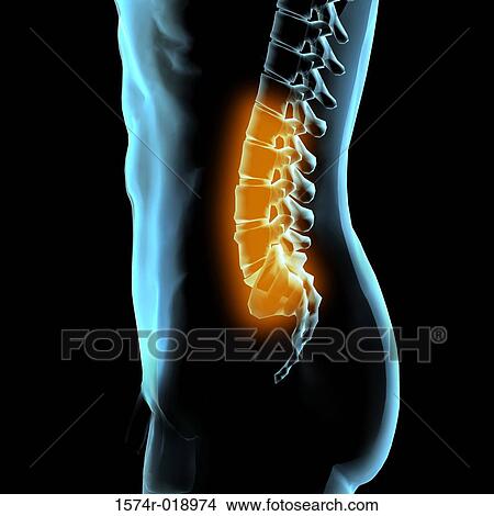 Lumbar Vertebrae View Large Illustration Stock Illustration - Lumbar Vertebrae. Fotosearch