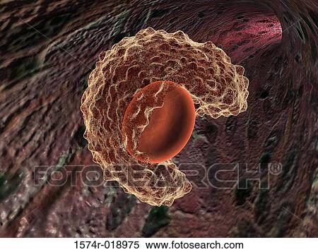Macrophage Cell View Large Illustration Stock Illustration - Macrophage Cell. Fotosearch