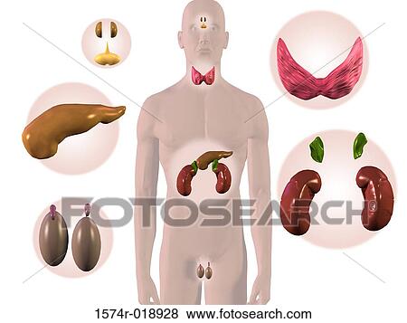 Stock Illustration - Male Endocrine System. Fotosearch