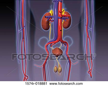 Male Urinary Circulatory System View Large Illustration Clip Art - Male Urinary Circulatory System. Fotosearch