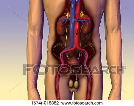 Drawing - Male Urinary Circulatory System. Fotosearch
