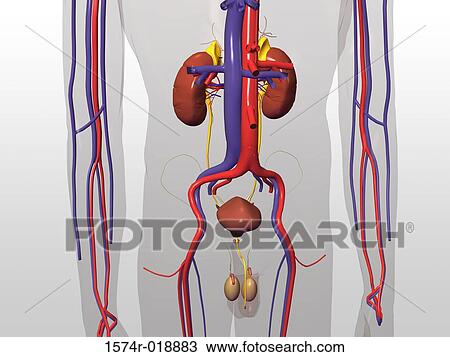 Drawing - Male Urinary Circulatory System. Fotosearch