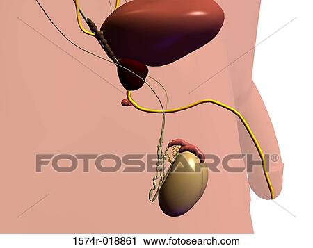 Clip Art - Male Urinary System. Fotosearch