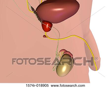 Male Urinary System View Large Illustration Stock Illustration - Male Urinary System. Fotosearch