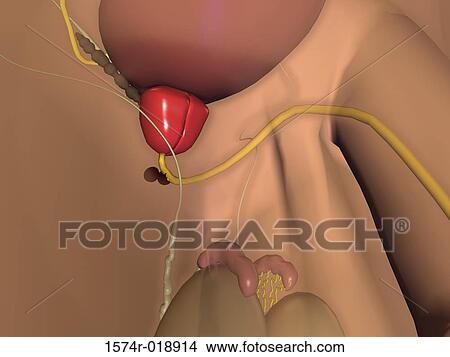 Male Urinary System View Large Illustration Stock Illustration - Male Urinary System. Fotosearch