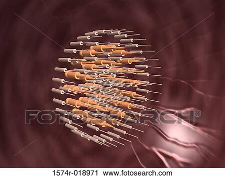 Receptor Cells in the Retina View Large Illustration Clip Art - Receptor Cells in the Retina. Fotosearch