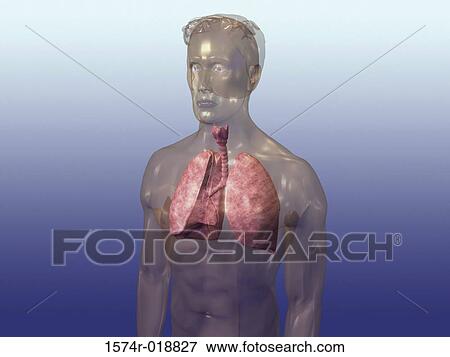 Respiratory System View Large Illustration Stock Illustration - Respiratory System. Fotosearch