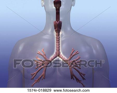 Stock Illustration - Respiratory System. Fotosearch