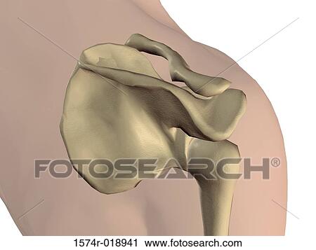 Clip Art - Shoulder. Fotosearch