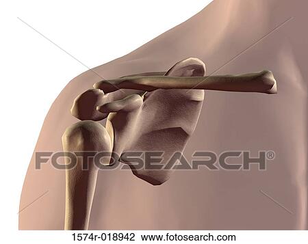 Shoulder View Large Illustration Drawing - Shoulder. Fotosearch