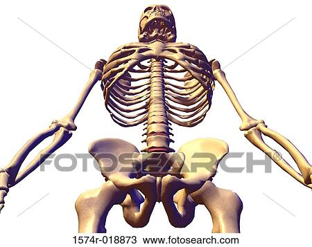 Drawing - Skeletal system. Fotosearch