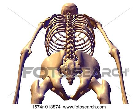 Stock Illustration - Skeletal system. Fotosearch
