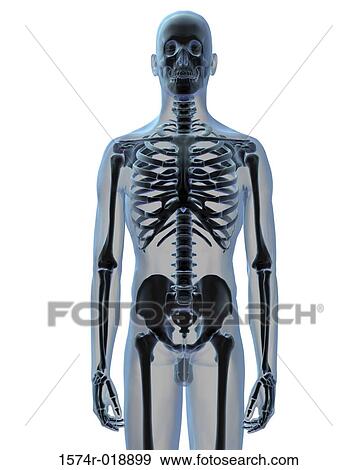 Stock Illustration - Skeletal System. Fotosearch