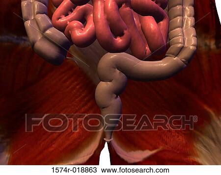 Small Intestine Large Intestine View Large Illustration Drawing - Small Intestine Large Intestine. Fotosearch