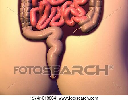 Stock Illustration - Small Intestine Large Intestine. Fotosearch