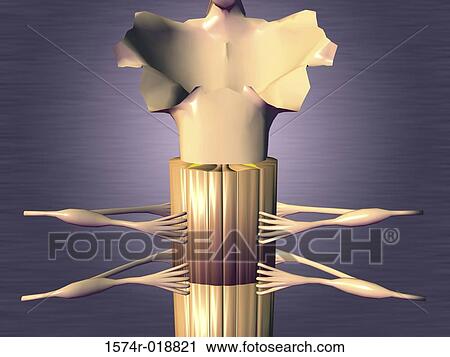 Clip Art - Spinal Cord. Fotosearch