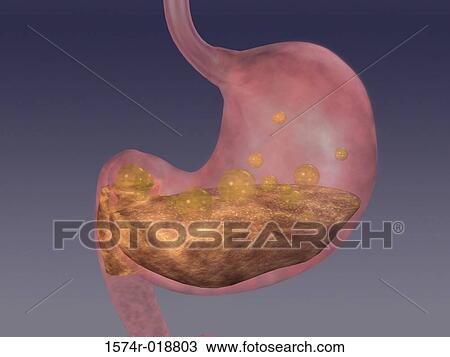 Drawing - Stomach. Fotosearch