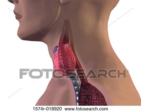 Thyroid Gland View Large Illustration Clipart - Thyroid Gland. Fotosearch