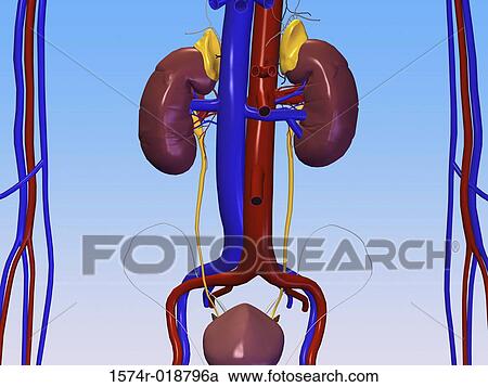 Clipart - Urinary System. Fotosearch