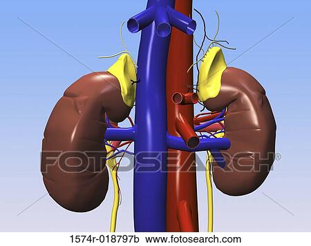 Clipart - Urinary System. Fotosearch