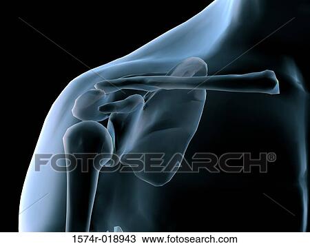 Drawing - X-ray of a shoulder. Fotosearch