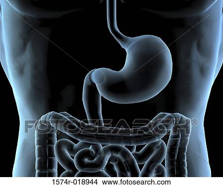 Stock Illustration - X-ray of a stomach. Fotosearch