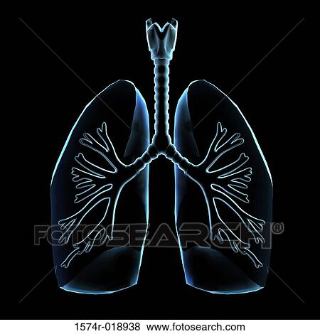 Stock Illustration - X-ray of lungs. Fotosearch