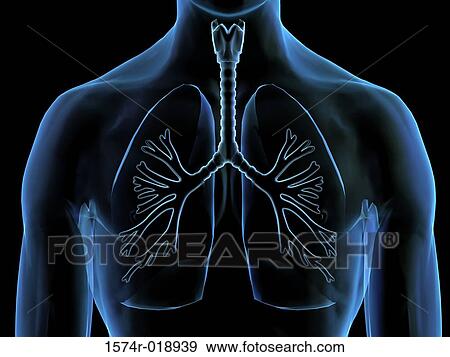 Stock Illustration - X-ray of lungs. Fotosearch
