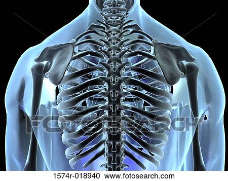 Clipart - X-ray of ribs. Fotosearch