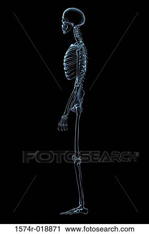 Clip Art - X-ray of the skeletal system. Fotosearch
