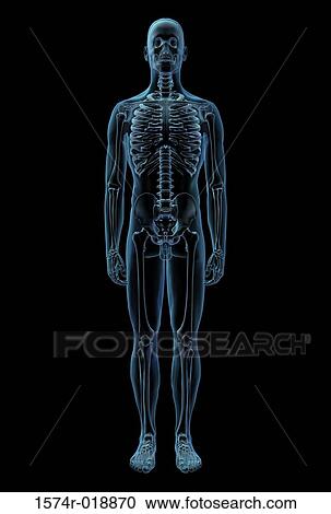 X-ray of the skeletal system View Large Illustration Clipart - X-ray of the skeletal system. Fotosearch