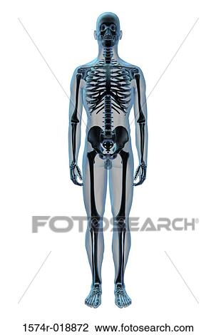 X-ray of the skeletal system View Large Illustration Drawing - X-ray of the skeletal system. Fotosearch