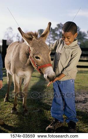 Boy feeding a donkey View Large Photo Image Stock Photo - Boy feeding a donkey. Fotosearch