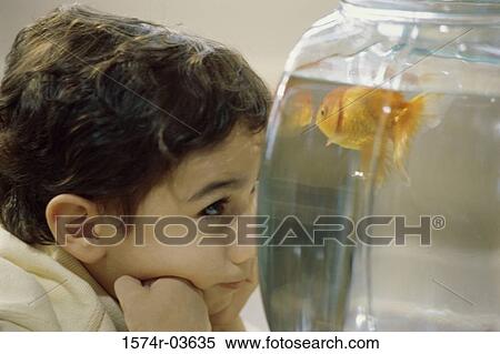 Boy looking at a goldfish in a bowl View Large Photo Image Stock Photography - Boy looking at a goldfish in a bowl. Fotosearch