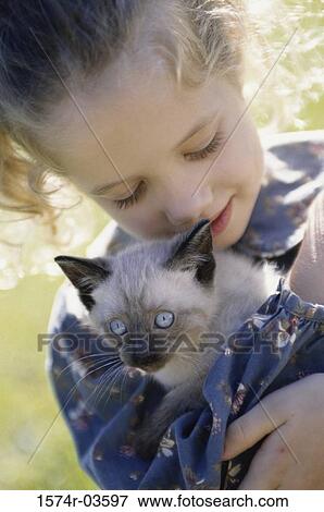 Close-up of a girl holding a Siamese kitten View Large Photo Image Stock Photo - Close-up of a girl holding a Siamese kitten. Fotosearch