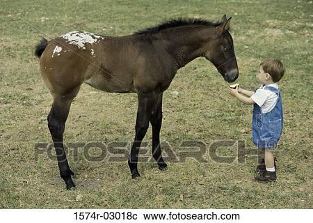 High angle view of a boy feeding a horse View Large Photo Image Stock Image - High angle view of a boy feeding a horse. Fotosearch