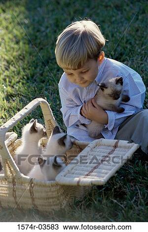 High angle view of a boy holding a Siamese kitten View Large Photo Image Stock Image - High angle view of a boy holding a Siamese kitten. Fotosearch