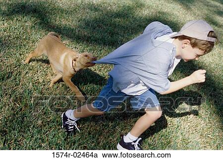 High angle view of a boy playing with his dog View Large Photo Image Stock Image - High angle view of a boy playing with his dog. Fotosearch