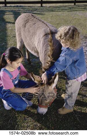 High angle view of two girls petting a donkey View Large Photo Image Stock Image - High angle view of two girls petting a donkey. Fotosearch
