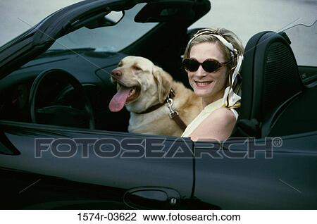 Portrait of a young woman with her dog in a convertible car View Large Photo Image Stock Image - Portrait of a young woman with her dog in a convertible car. Fotosearch
