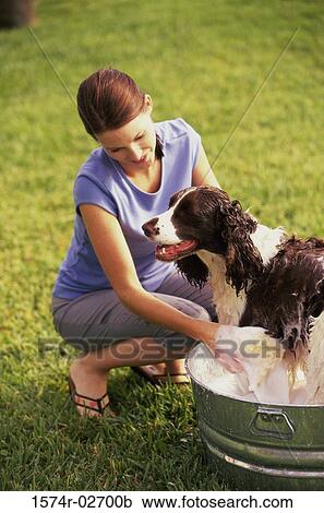 Young woman bathing her dog in a tub View Large Photo Image Stock Image - Young woman bathing her dog in a tub. Fotosearch