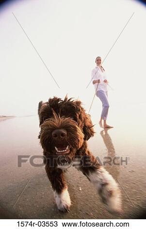 Young woman taking her dog for a walk on the beach View Large Photo Image Stock Image - Young woman taking her dog for a walk on the beach. Fotosearch