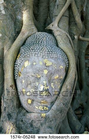 Tree roots entwined around a Buddha sculpture, Living Buddha, Wat Mahathat, Ayutthaya, Thailand View Large Photo Image Stock Photo - Tree roots entwined around a Buddha sculpture, Living Buddha, Wat Mahathat, Ayutthaya, Thailand. Fotosearch