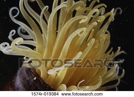 Anemone View Large Photo Image Picture - Anemone. Fotosearch